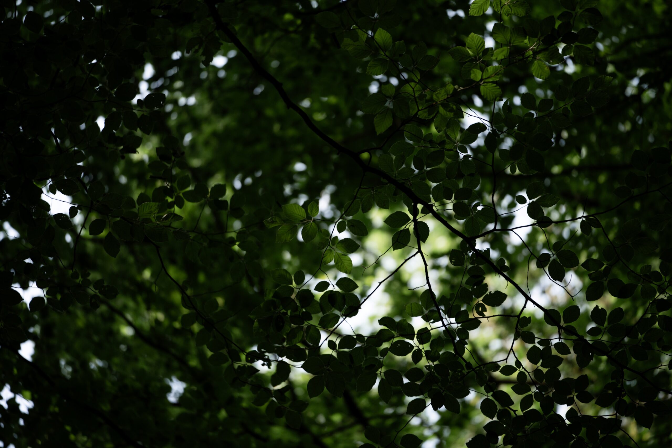 Blätterdach im Ruhewald Sandfort - Atmosphärische Aufnahme von Buchenblättern im Gegenlicht, natürliche Licht- und Schattenspiele im Bestattungswald